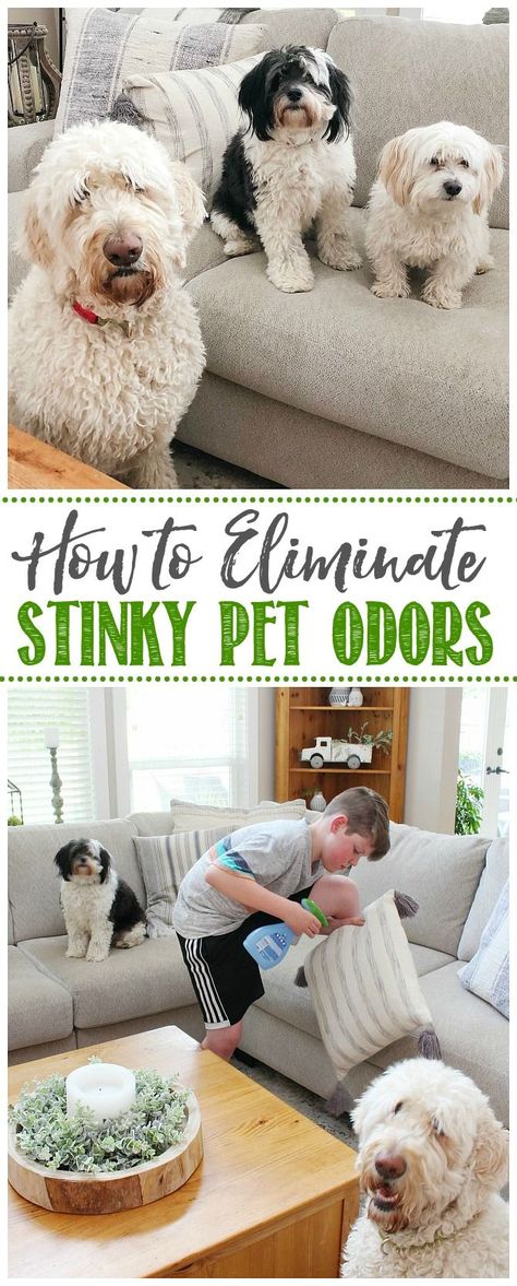 Dog Odor Eliminator Diy, Odor Eliminator Diy, Shitzu Poodle, Pet Odor Remover, Pet Odor Eliminator, Pet Smell, Donna Dewberry, Home Cleaning Hacks, Home Tips And Tricks