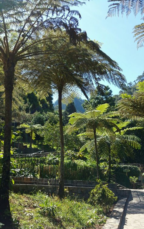 Cyathea Cooperi Ribeiro Frio Madeira. Photo by Steven A Brown Cyathea Cooperi, Steven Brown, Tree Fern, Plants