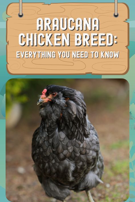 Aracana Chicken, Auracana Chicken, Americauna Chickens, Chickens Backyard Breeds, Araucana Chickens, Ameraucana Chicken, Wyandotte Chicken, Chicken Raising, Laying Chickens