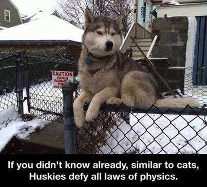 I'm Too Good for Gravity Husky Humor, Animal Funnies, Husky Funny, Dragon Flies, Dog Quotes Funny, My Husky, Love My Dog, Husky Mix, A Husky