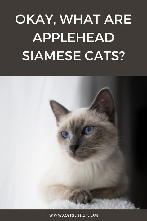 Applehead Siamese cats, as we mentioned beforehand, are a variety of Siamese, often referred to as the most old-fashioned ones out of the bunch. #catschef #cat #cats #kitten #kittens #catlover #catlovers #catlife #catoftheday #meow #pets #cute #love #animals #animallovers #kitty #kittycat #persiancat #mainecoon #ragdollcat #siberiancat #bengalcat #siamesecat #britishshorthair #scottishfold #tabbycat #blackcat #whitecat #catmemes Types Of Siamese Cats, Siamese Kittens, Siberian Cat, Cat Club, Curious Creatures, Scottish Fold, British Shorthair, Persian Cat, Ragdoll Cat