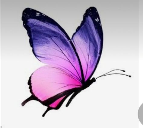 Purple Butterfly Tattoo, Tier Tattoo, Butterfly Art Drawing, Butterfly Art Painting, Statue Decoration, Color Butterfly, Butterflies Flying, Butterfly Pictures, Butterfly Drawing