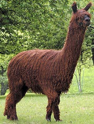 Suri alpacas have fleece that grows in long locks, like dreadlocks.  Has more sheen than the fluffy Huacaya fleece.  Both are equally soft and nearly free of course guard hairs. Rock And Roll Hair, Fiber Animals, Alpaca My Bags, Llama Llama, Alpaca Farm, Cute Alpaca, Llama Drama, Llama Alpaca, Suri Alpaca