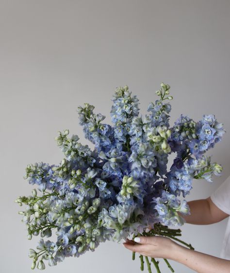 Blue Bouquet Aesthetic, Delphinium Flower Aesthetic, Delphinium Flower Bouquet, Delphinium Arrangement, Larkspur Bouquet, Light Blue Delphinium, Zodiac Wedding, Delphinium Flower, Blue Flowers Bouquet