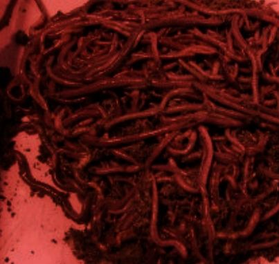 Cannibalismcore Art, Maggots Aesthetic, Fleshcore Aesthetic, Canabalism Art, Blood Astethic, Cannibalcore Aesthetic, Meat Art, Red Worms, Creepy Core