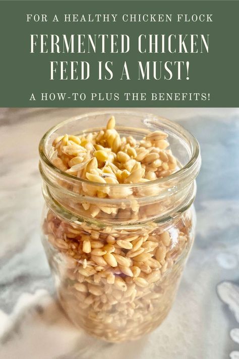 a glass jar of fermented chicken feed, text reads: for a healthy chicken flock fermented chicken feed is a must! a how-to plus the benefits! Chicken Feed Recipe, Fermented Chicken Feed, Fermenting Chicken Feed, Chicken Flock, Sprouted Grains, Chicken Health, Chicken Feed, Holistic Living, Food Words