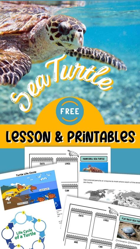 Sea Turtle Life Cycle, Sea Turtle Facts, Turtle Life Cycle, Turtle Activities, Ocean Zones, Sea Turtle Species, Homeschool Nature, Summer Preschool Activities, Save The Sea Turtles