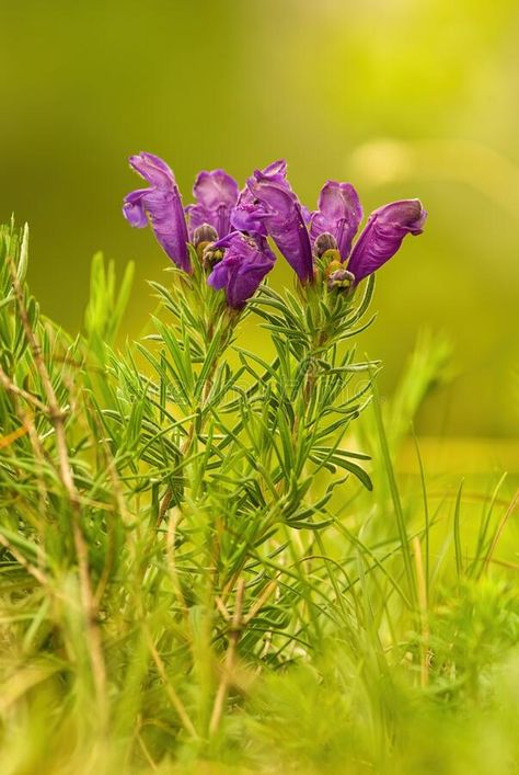 Dracocephalum austriacum is a rare, critically endangered plant species. stock images Endangered Plants, Flower Detail, Plant Species, Blurred Background, Flower Fairy, Endangered Species, Knights, Purple Flowers, Wild Flowers