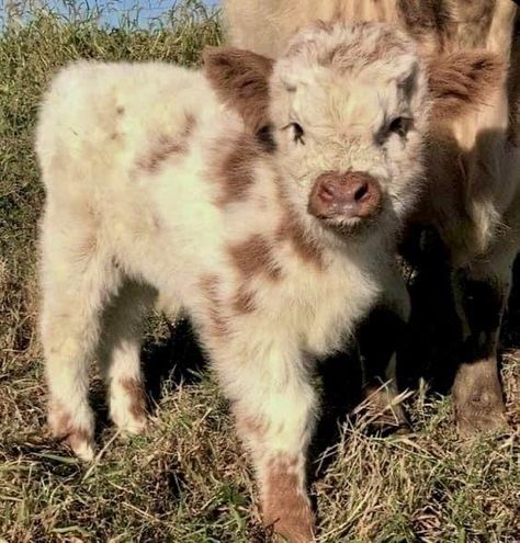 High Lander Cow, Micro Mini Cows, Micro Mini Highland Cow, Micro Cow, Rachel Animal, Mini Highland Cow, Baby Platypus, Long Haired Cows, Pet Cows