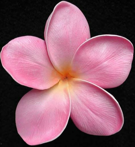 Flowers Real, Flower Pot Design, Plumeria Flowers, Perennial Herbs, Plant Supplies, Big Plants, Sympathy Flowers, Pot Designs, Flowers Online