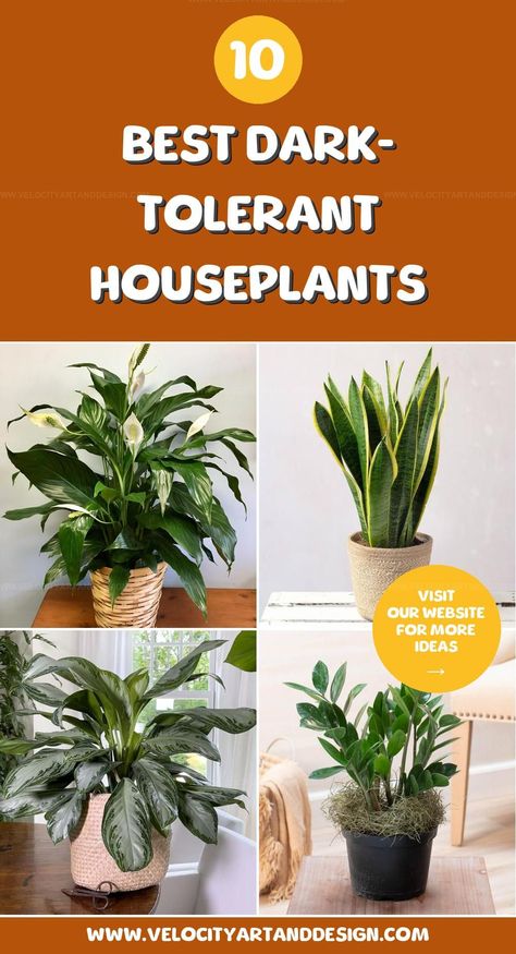 Hang plants in wire baskets or decorative cages to give your space an industrial or rustic feel. These are great for larger plants like snake plants, rubber trees, or ZZ plants. The open design allows for easy drainage and adds texture to your decor. Plants For Bedroom, Hang Plants, Best Plants For Bedroom, Houseplant Ideas, Zz Plants, Parlor Palm, Snake Plants, Chinese Evergreen, Improve Indoor Air Quality