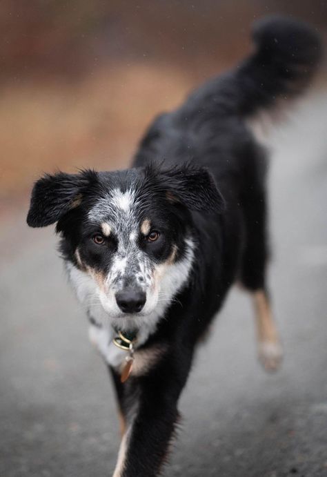 Black Border Collie, Mutt Dog, Heeler Dog, Dog Breeds List, Dog Poses, Real Dog, Cute Dog Pictures, Puppies And Kitties