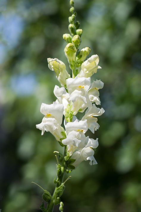 Dragonsnap Flower, Snapdragon Flowers Tattoo, White Snapdragon, Heirloom Flowers, Graduation Flowers Bouquet, Snap Dragon, Dragon Flower, Heather Flower, Snapdragon Flowers