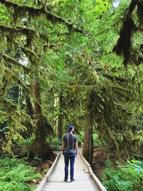 Cathedral Grove, Adventure Lifestyle, Newfoundland And Labrador, Big Tree, Vancouver Island, Family Adventure, Newfoundland, Walking In Nature, West Coast