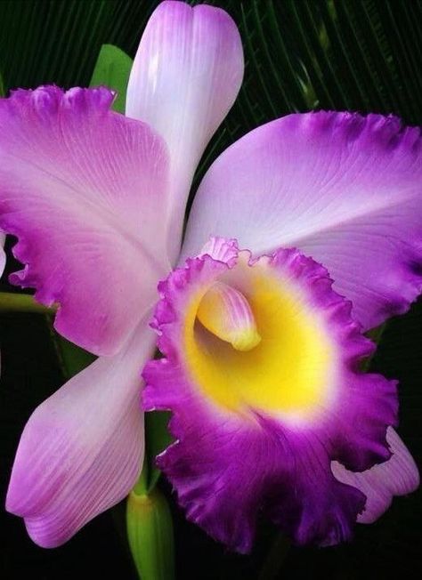 Purple Flowers Garden, Orchid Photography, Cattleya Orchid, Gum Paste Flowers, Unusual Flowers, Beautiful Orchids, Beautiful Flowers Wallpapers, Vibrant Flower, Sugar Flowers