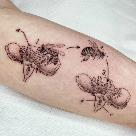 Bee Biology Tattoo Hive Tattoo, Dopamine Tattoo, Bee And Flower Tattoo, Biology Tattoo, Beautiful Spine Tattoos, Chemistry Tattoo, Fibonacci Tattoo, Realistic Butterfly Tattoo, Evolution Tattoo