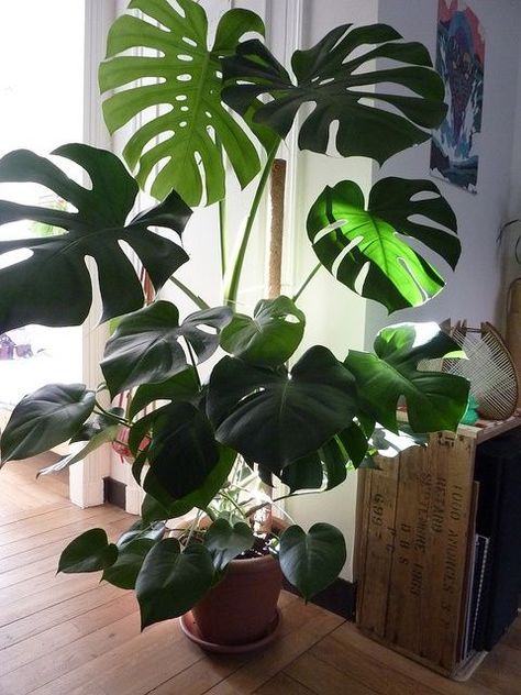 I love this post because I have every one of these plants. It's very accurate information and has helped me with one of the problems I was having with my palm before it too bad #determinedtohaveagreenthumb Indoor Palms, Tanaman Indoor, Large Indoor Plants, نباتات منزلية, Trendy Plants, Philodendron Monstera, Growing Plants Indoors, Best Indoor Plants, Decoration Plante