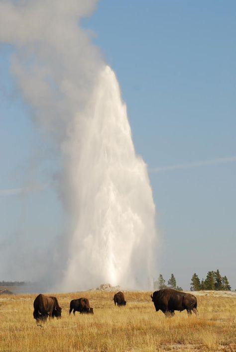 Bison at Old Faithful Geyser, Yellowstone National Park | The Real America Old Faithful Yellowstone, Old Faithful Geyser, Yellowstone Vacation, Yellowstone Trip, Yellowstone Park, Mule Deer, Old Faithful, Us National Parks, Yellowstone National