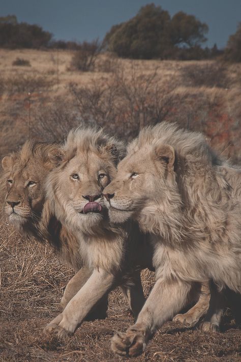 . Beautiful Lion, Lion And Lioness, Lion Love, Il Re Leone, Lion Pictures, King Of The Jungle, Domestic Cat, Big Cat, Leopards