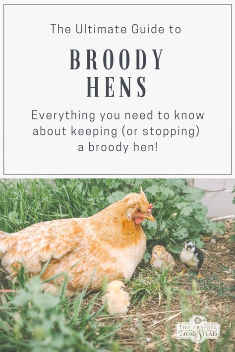 The Ultimate Guide to Broody Hens Broody Hen, The Prairie Homestead, Raising Turkeys, Homestead Animals, Prairie Homestead, Laying Chickens, Chicken Care, Raising Chicks, Types Of Chickens