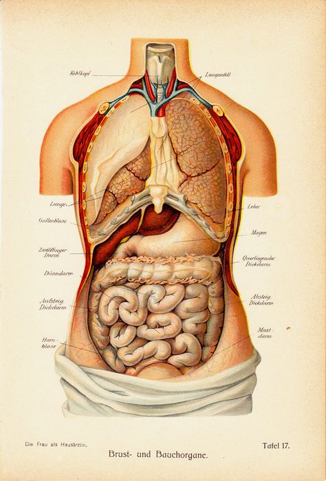 Vintage Anatomy Antique Anatomy, Anatomy Organs, Med Vet, German School, Internal Organs, Human Anatomy Art, Medical Anatomy, Vintage Medical, Medical Art