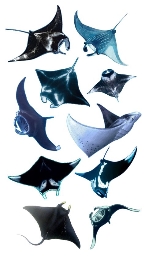 Manta Ray Aesthetic, Manta Ray Art, Ray Aesthetic, Marine Tattoo, Manta Rays, Manta Ray, Robots Concept, Robot Concept Art, Killer Whales