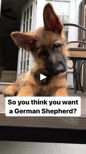 14K views · 7.7K reactions | How bout now? 😂
@strider.gsd 
.
TAG a friend who love GSD🐕
.
Follow👉@gsd.space
Credit👉 @strider.gsd
.
.
.
.
#germanshepherd #germanshepherds #germanshepherdoftheday #germanshepherdoftheworld ⁠
#germanshepard #germansheperd #gsd⁠ #germanshepherdpuppy #germanshepherddog #germanshepherdpuppies #germanshepherdphotos ⁠
#gsdstagram #gsdforever #gsdmix #gsdlovers⁠
#gsdofigworld #gsdowner #germanshepherdcentral #germanshepherdonline #germanshepherdsonline #germanshepherdlove #germanshepherdinsta #germanshepherdsdaily #germanshepherdlife #germanshepherdsofinstagram #mygsd #germanshepherdofinstagram #germansehepherdmix | K9 Space | Da Tweekaz & High LEvel · Can Can (Hardstyle Mix) Miniature German Shepherd, German Shepherd Videos, Baby German Shepherds, German Shepherd Photos, Can Can, German Shepherd Puppies, Tag A Friend, German Shepherds, German Shepherd Dogs