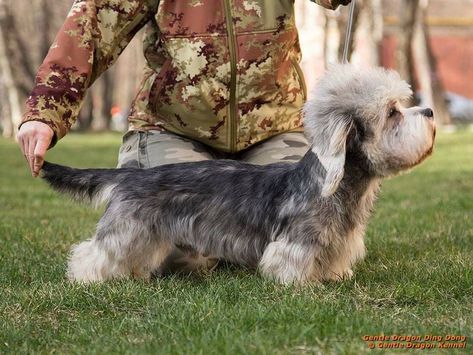 Name - Gentle Dragon Ding Dong.  20 Months Breed ➡️ Dandie Dinmont Terrier #dandiedinmontterrier  From Gentle Dragon Kennel Dandie Dinmont Terrier, Every Dog Breed, Terrier Breeds, Group 3, Ding Dong, Mixed Breed Dogs, Mixed Breed, Mans Best Friend, Otters