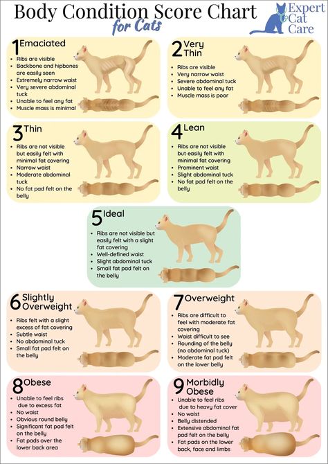 Cat Exercise Ideas, Cat Meal Plan, Cat Feeding Chart, Exercise For Cats, Cat Weight Chart, Healthy Cat Diet, Cat Diet Plan, Cat Diet Tips, Obese Cat