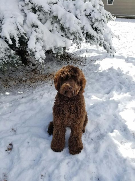 Brown Labradoodle Aesthetic, Labradoodle Brown, Chocolate Labradoodle Puppy, Brown Labradoodle, Chocolate Labradoodle, Black Labradoodle, Labradoodle Dogs, Australian Labradoodle, Labradoodle Puppy