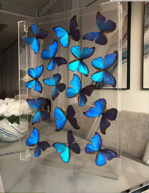 Butterflies in acrylic case Butterfly Quince, Butterfly Room, Blue Quince, Acrylic Display Box, Pretty Quinceanera Dresses, Blue Morpho, Blue Butterflies, Butterfly Theme, Butterfly Crafts