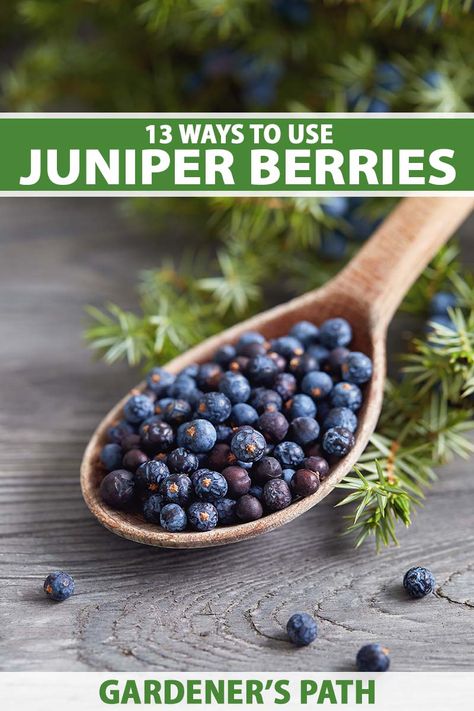 Cedar Berries Uses, Juniper Berry Essential Oil, Scientific Poster, Wild Food Foraging, Juniperus Communis, Wild Berries, Juniper Berries, Berries Recipes, Wild Edibles