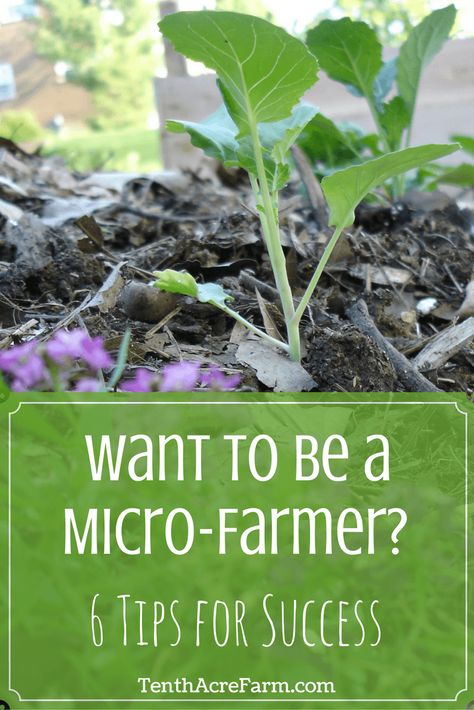 Micro Farm, Aquaponics Diy, Hydroponic Farming, Hydroponics Diy, Growing Microgreens, Hydroponic Growing, Plant Nutrients, Tips For Success, Aquaponics System