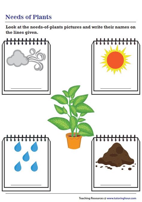 Plant Needs Plants Worksheets, Preschool Activities Printable, Graphing Activities, Worksheets For Preschool, Learning English For Kids, Arabic Alphabet For Kids, Numbers Preschool, Plant Science, 1st Grade Worksheets