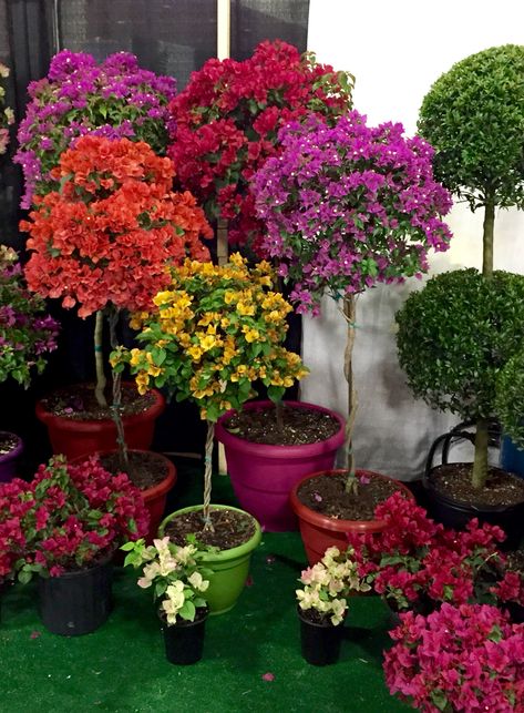 Meu jardim de bougainvillea!!! Bougainvillea Topiary, Bougainvillea Tree, Garden Front Of House, Balkon Decor, Landscaping Trees, Meteor Garden 2018, Magic Garden, Topiary Trees, Patio Plants