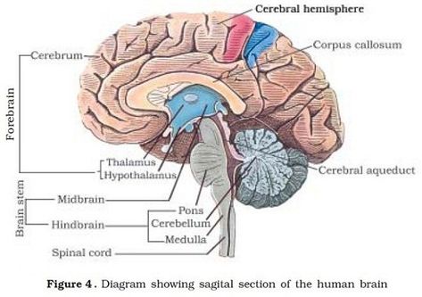 Human Brain - Human Neural System Neural System, Human Brain Diagram, Chemical Synapse, Types Of Neurons, Brain Diagram, Biology Diagrams, Human Nervous System, Corpus Callosum, Plasma Membrane