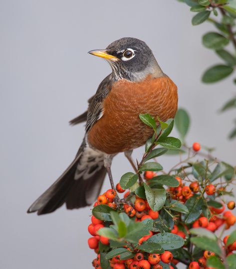 Robin Bird Tattoos, Robin Drawing, Robin Tattoo, Pictures Of Birds, American Robin, Animal Icon, State Birds, Robin Bird, Bird Pictures