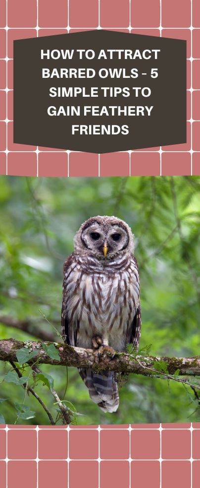 Are you searching for tips on how to attract barred owls? Take five and go through our article for 5 easy tips to gain feathery friends. Owl Habitat, Squirrel Feeders, Owl Species, Bird Feeding Station, Barred Owl, Take Five, Feeding Station, Great Horned Owl, Owl Tattoo