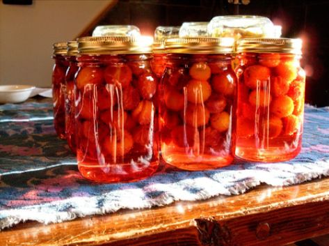 Plum Pie Filling Recipe, Plum Recipes Canning, Wild Plum Jelly Recipe, Canning Syrup, Canning Plums, Fairy Fruit, Goblin Market, Summer Fruit Recipes, Canned Plums