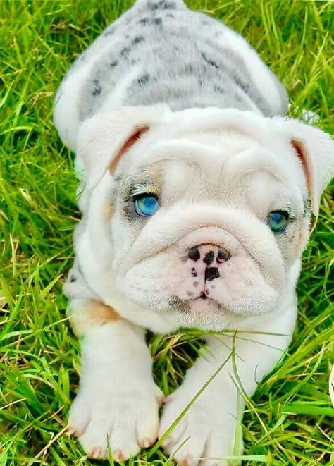 British Dog Breeds, British Dog, Bulldog Francese, Cute Bulldogs, English Bulldog Puppies, English Bulldog Puppy, Pretty Dogs, English Bulldogs, Puppy Eyes