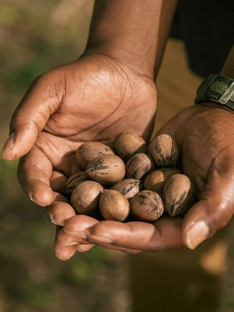 Georgia Pecans Represent How Far We Have To Go in Elevating Black Farmers - Thrillist Black Farmer Aesthetic, Black Farmers, Farmers Life, Huckleberry Pie, Crop Insurance, Pecan Tree, Collage Images, Female Farmer, Brand Personality