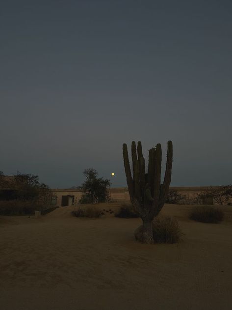 photo at dusk in the desert in baja california, mexico. New Mexico Aesthetic, Summer Nights Mid July, Mexico Nature, Mexican Desert, Yuma Arizona, Desert Places, Desert Aesthetic, Mid July, Desert Dream