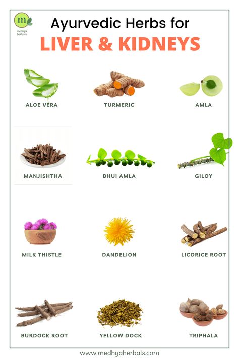 12 Best Ayurvedic Herbs for Kidneys and Liver Cleanse (Detoxification) Herbs For Liver, Liver Herbs, Food For Kidney Health, Healthy Liver Diet, Kidney Detox, Ayurvedic Healing, Liver Diet, Food Health Benefits, Liver Detoxification