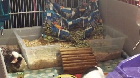 homemade litter box? Pig Litter Box Ideas, Guinea Pig Litter Box Ideas, Litter Box Ideas, Guinea Pig Cages, Pig Care, Pig Stuff, Training Ideas, Guinea Pig Care, Guinea Pig Cage