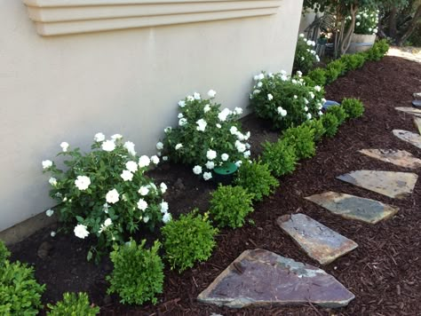 Iceberg roses with dwarf boxwoods and stepping stones Yard Path, Boxwood Landscaping, Walkway Landscaping, Front Landscaping, Front House, Front House Landscaping, Home Landscaping, In Front Of House, Front Yard Garden