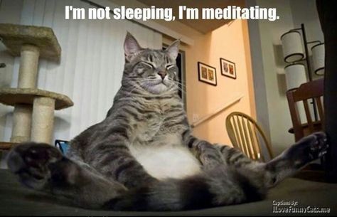 Meditation Cat! Meditating Cat, Funny Cat Photos, She Wolf, Curious Cat, Feral Cats, Domestic Cat, Fat Cats, Cute Animal Pictures, Cat Photo