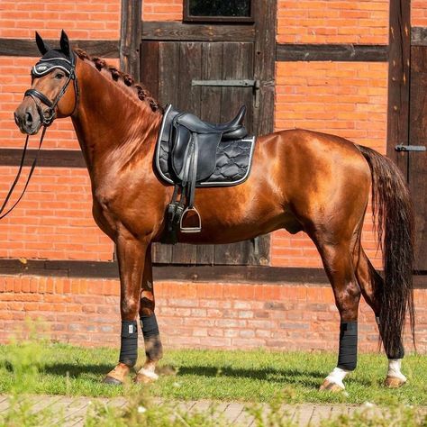 Chestnut Horse Tack, Chestnut Horse Tack Colors, Horse Tack Colors, Gamora Marvel, Kathiyawadi Horse, Marwari Horses, Horse Riding Outfit, Horse Coats, Horse Colors