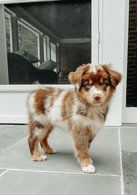 Toy Australian Shepherd Full Grown Teacup Australian Shepherd, Aussie Shepherd Puppy, Miniature Australian Shepherd Puppies, Toy Australian Shepherd, Smartest Dog Breeds, Cute Dogs Images, Very Cute Puppies, Aussie Puppies, Mini Aussie