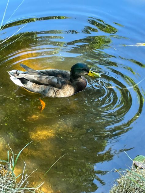 Duck Anatomy, Duck Reference, Swamp Animals, Duck Photos, Duck In Water, Duck Photo, Animal Print T Shirts, Watercolor Paintings Nature, Landscape Acrylic