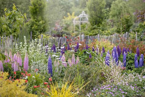 Annual Flower Beds Design, Lupines Garden, Annual Flower Beds, Peony Care, Easy Perennials, Deadheading, Hardiness Zones, Container Gardening Flowers, Longwood Gardens